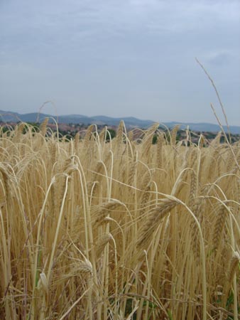 malt brassicole (source : wikipédia)