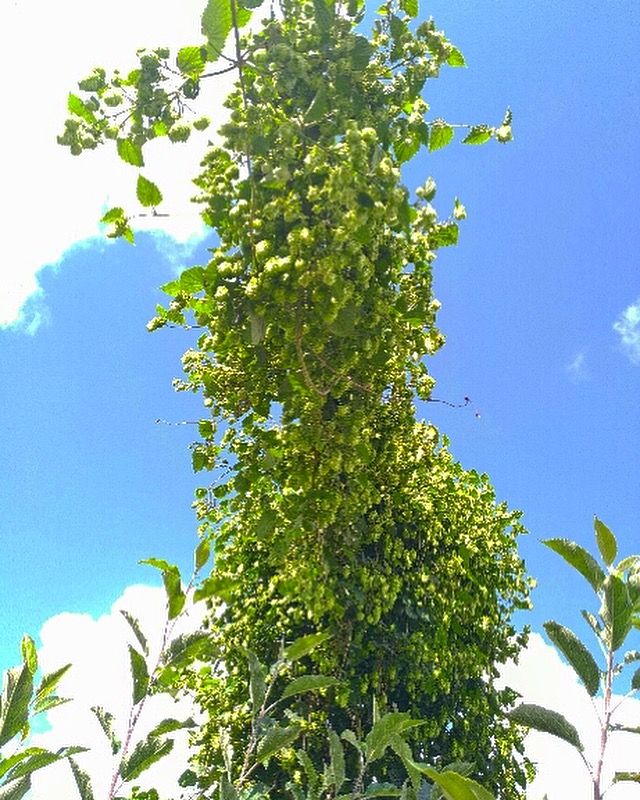Du houblon maison cultivé par l' Atelier du paysagiste 